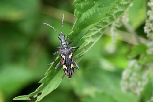 Réf. 304 180 : Rhagium bifasciatum